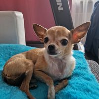 csipetshow