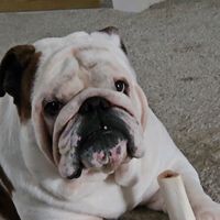 justabulldog