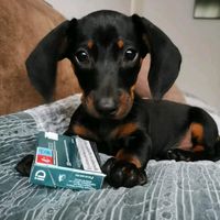 kave_thedaschund
