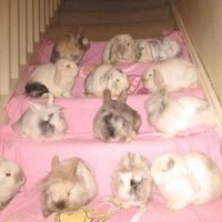 ..bunniepawz