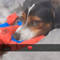 hertahnurduganzallein