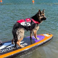 chesterthegermanshepherd