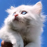 original sound - suzzi_0_1