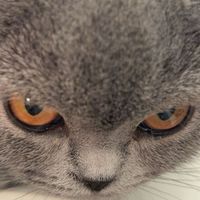 Originalton - oliviahightower