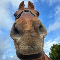evetaylorequestrian