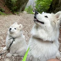 lunahugosamoyed