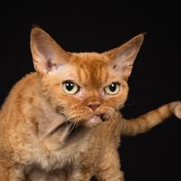 tinadhlen