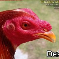 gallera_la_via