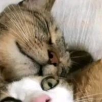 emoji_annimals3633
