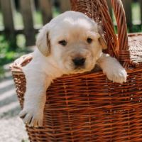 origineel geluid - Generousdogs_