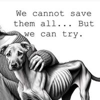 animals_save_life_