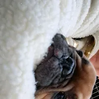 original sound - bibiuptempos