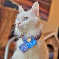 poppy_the_house_kitty