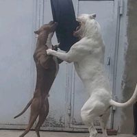 pitbull.dogo.argentino