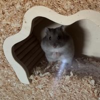 scepticcreature