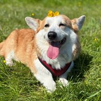 kickrollcorgicharlie