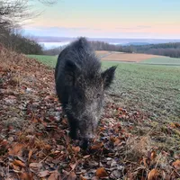 original sound - __wildboar_