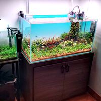 nhạc nền - QuanAqua