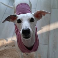 baezathegalga