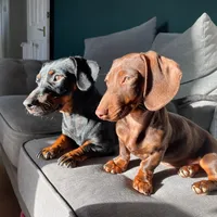 Stewie Griffin Mom Mum Mummy