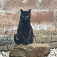 cocomeowsmeow