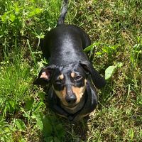 dachsh_