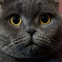 original sound - mylovecat239