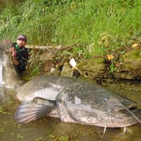 silure.du.nord.valerio