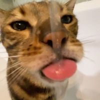 giraffestaniel