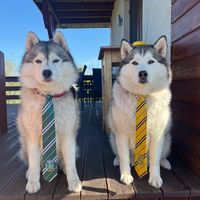 sajkohusky