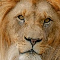 tuetmaforceseigneurjesus