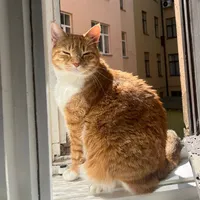 original sound - chix658