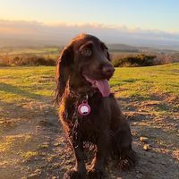 maplethecockerspaniel