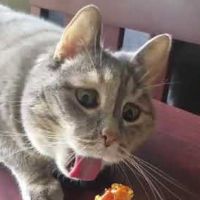 original sound - ffunnyroach