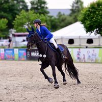 scally.showjumping