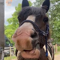 ponyclubmum