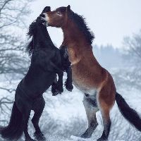 πρωτότυπος ήχος