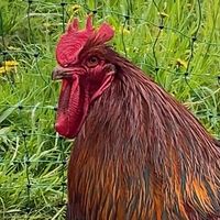 happychickenworld