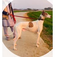 shahzaib556439