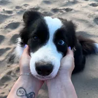 original sound - ellies..heart