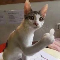 catmemes2024
