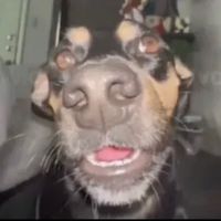 dogguytt