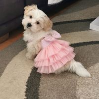 elythedog8