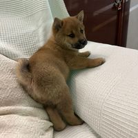 nori_theshiba