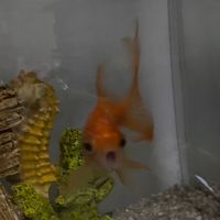 thebestgold_fishy