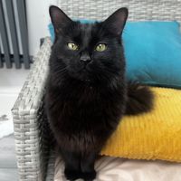 cookie.the.cat09