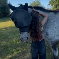 _charlotte_horse_