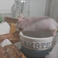 alkuperäinen ääni