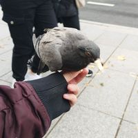 Spjaudau sau ir gaudau