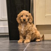betsy_the_dog1